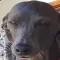 GrogDog