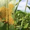 Sugarcane Aphid Decision Aid