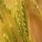 Wheat Variety Selection