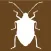Midwest Stink Bug