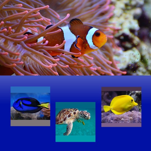 Which Is The Same Fish? for Clownfish and Friends Which Is The Same Fish? for Clownfish and Friends