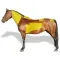 HorseBCS