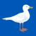The Gulls - Live Scores & News