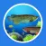 魚樂圈