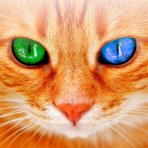 Translator for Cats Prank