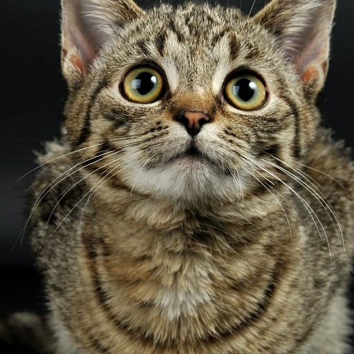 Cat Breeds Wallpapers