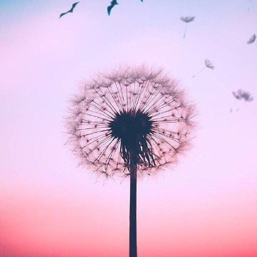 Dandelion Wallpapers Dandelion Wallpapers