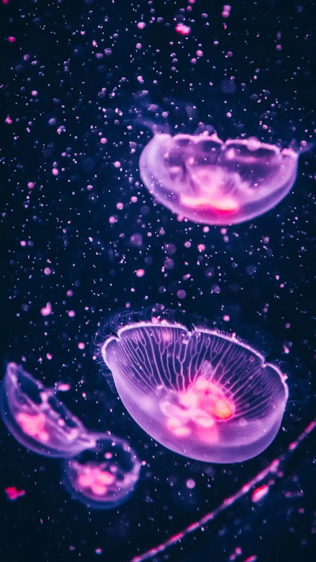 Jellyfish Wallpapers Screenshots