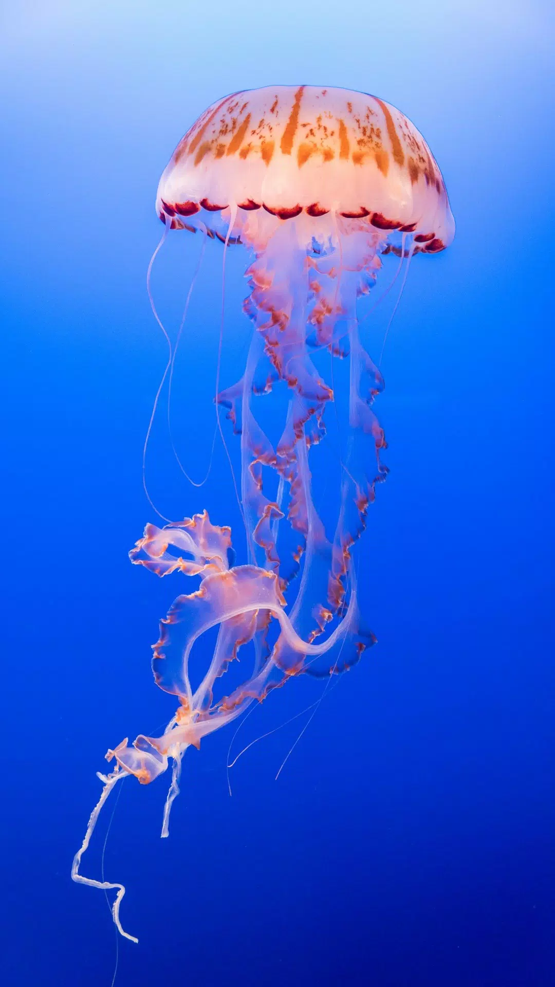 Jellyfish Wallpapers Screenshots