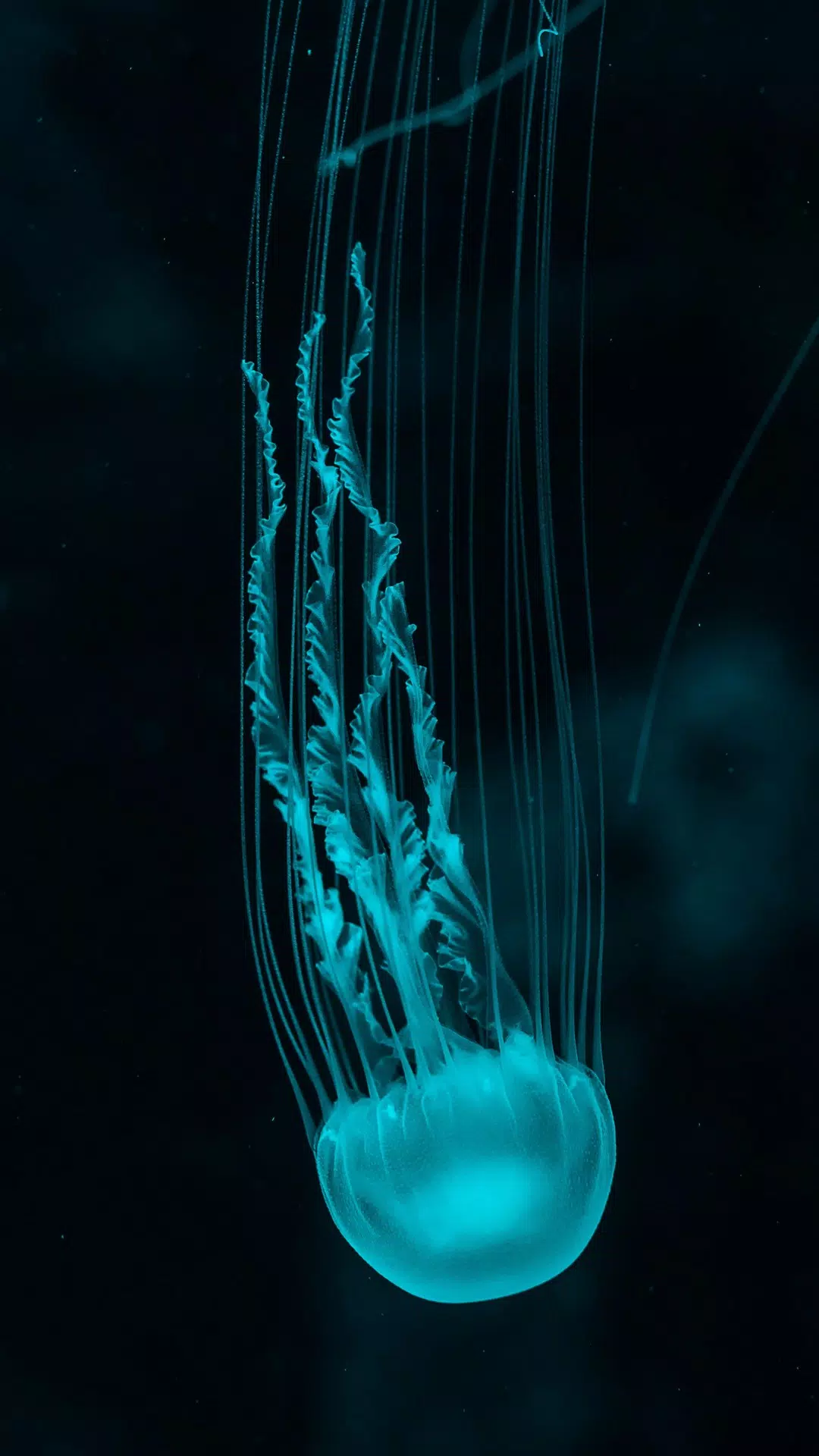 Jellyfish Wallpapers Screenshots
