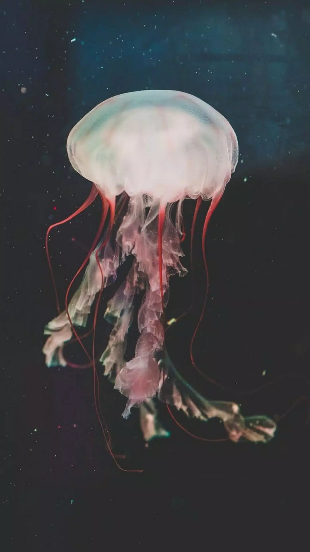 Jellyfish Wallpapers Screenshots