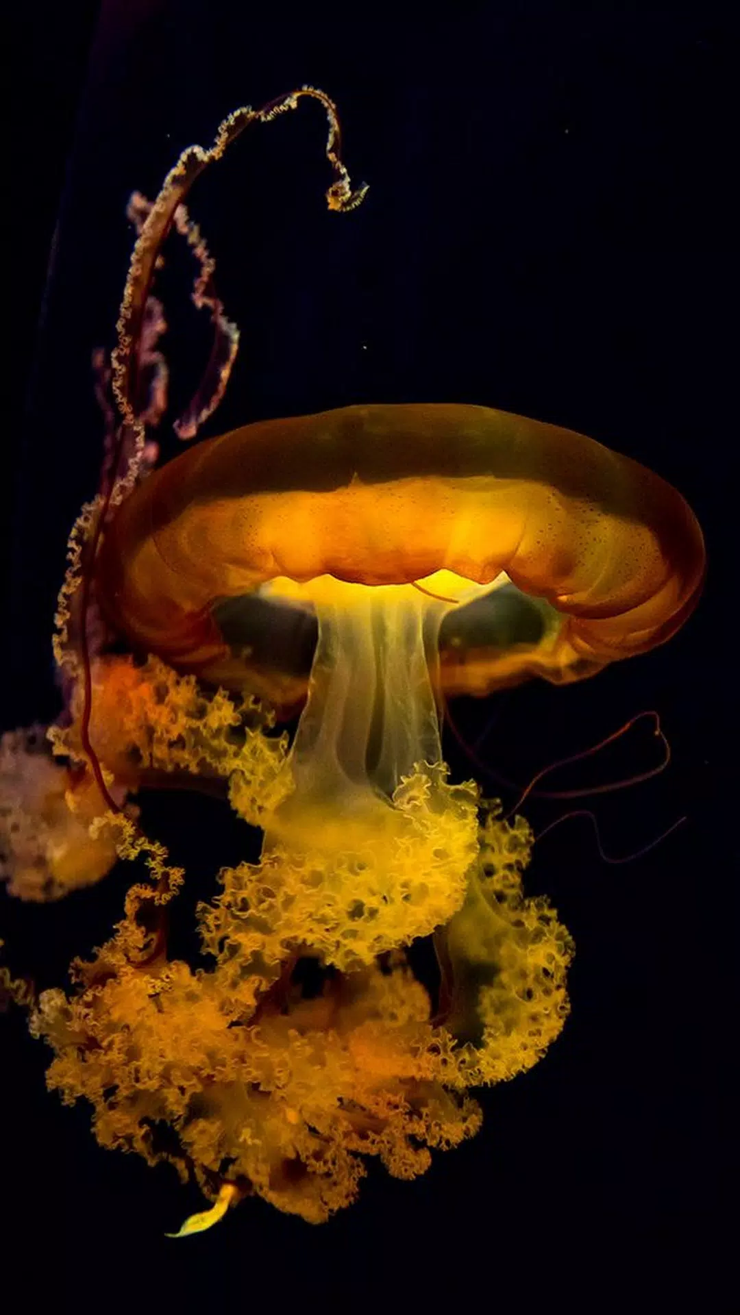 Jellyfish Wallpapers Screenshots