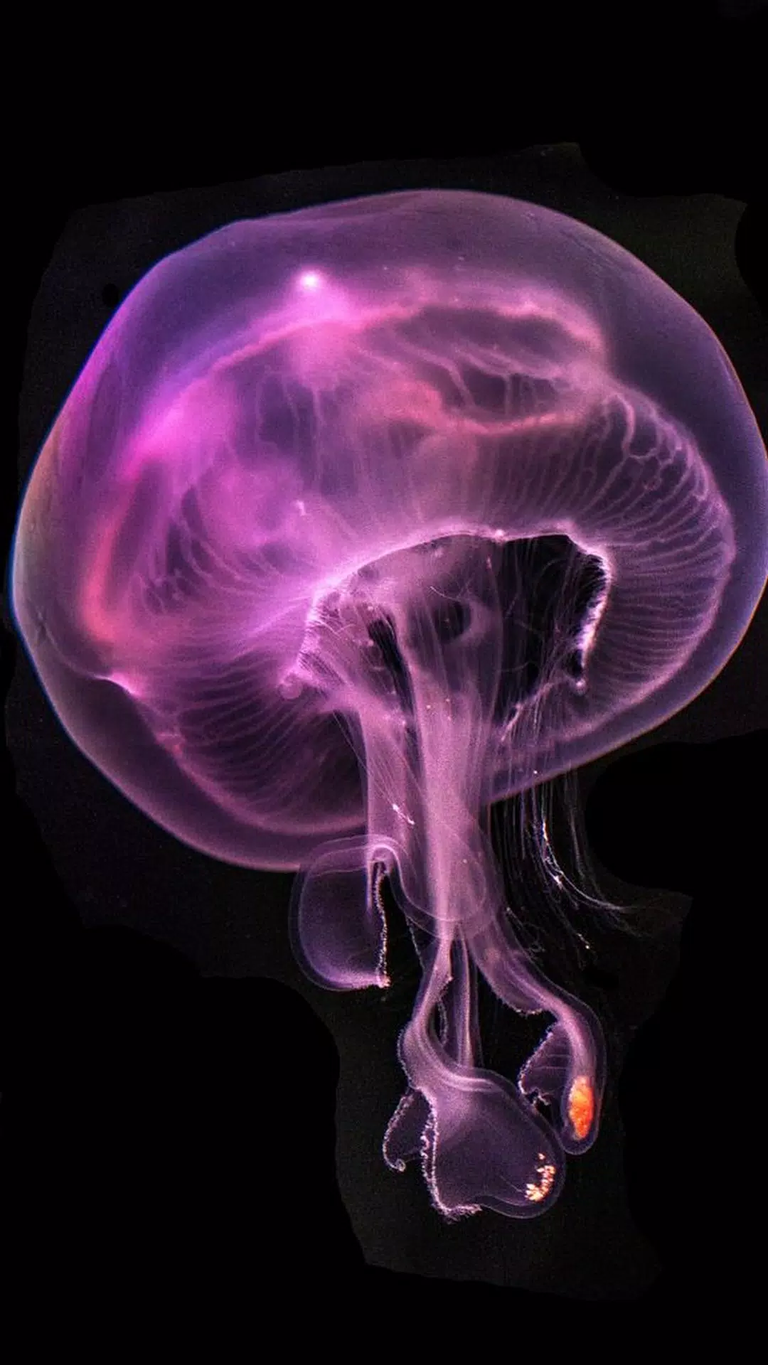 Jellyfish Wallpapers Screenshots