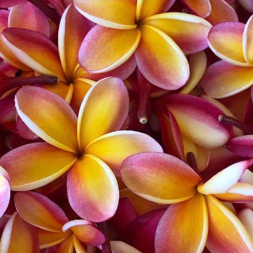 Plumeria Wallpapers Plumeria Wallpapers