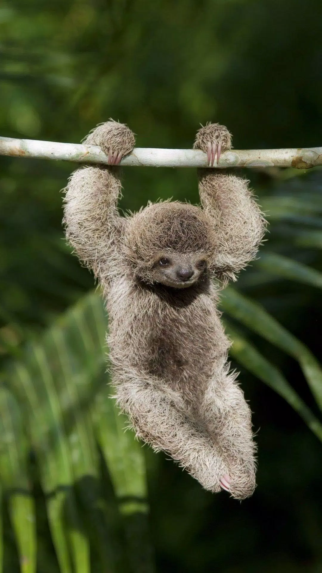 Sloth Wallpapers應用截圖