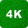 Green Wallpapers 4K Green Wallpapers 4K