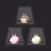 Shake Rabbits