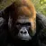 Monkey Wallpaper
