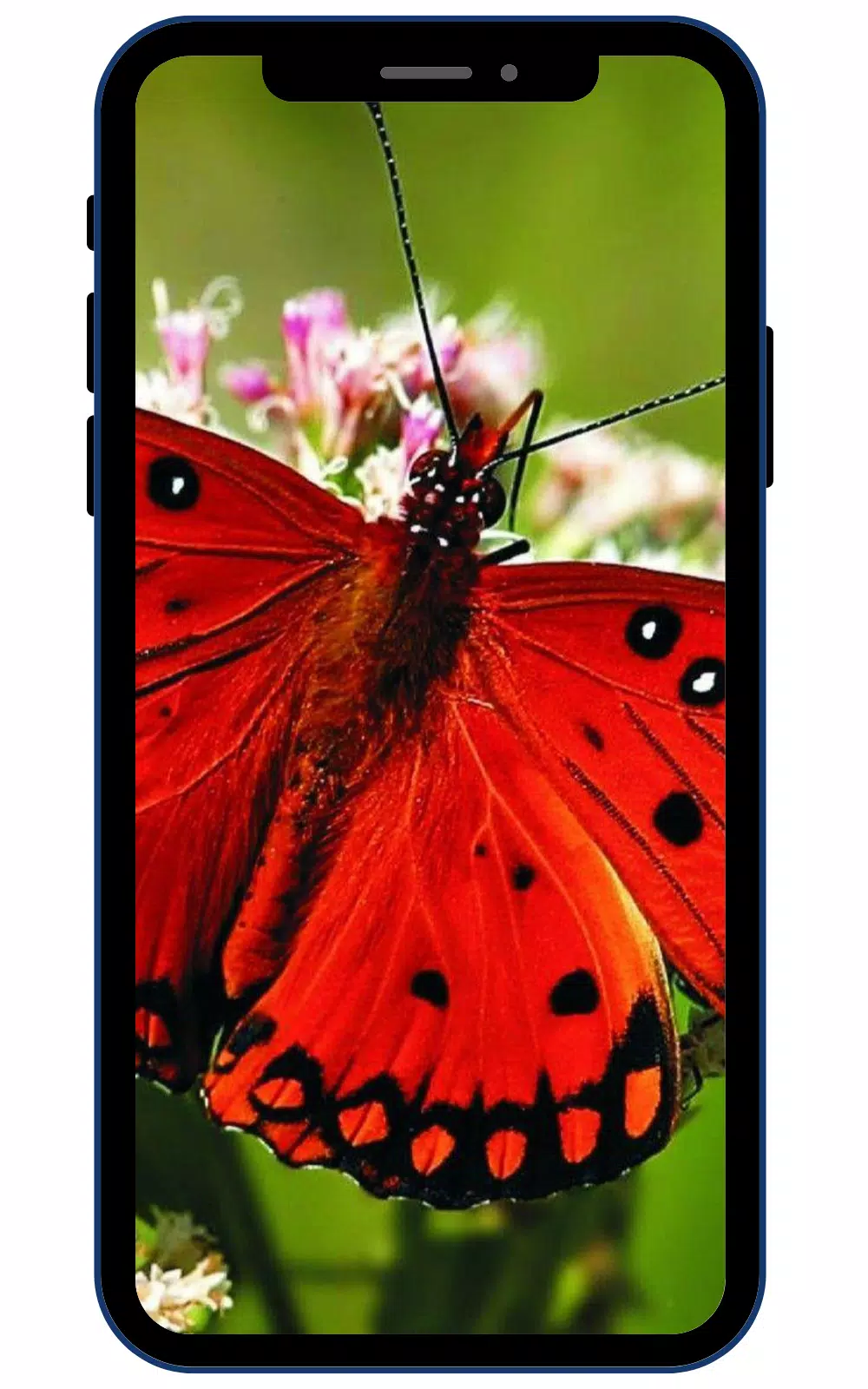 Butterfly Wallpapers Screenshots