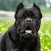 Cane Corso Wallpapers