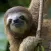 Sloth Wallpapers