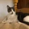 Junie the Cat