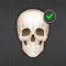 Human Skeleton: Bones for beginners