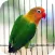 Parrot Escape The Castle-Birds Rescue