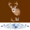 iWild