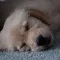 dog clock - clock for dog lovers -