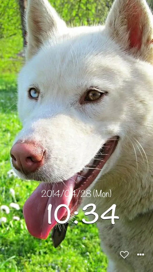dog clock - clock for dog lovers - Screenshots