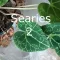 Cyclamen series 2 ingenuity