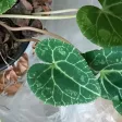 Cyclamen 'Shy"Japanese spirit