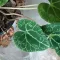 Cyclamen 'Shy"Japanese spirit