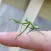 Little Creatures