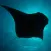 Lady Elliot Island