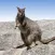 Australian Mammals
