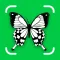 Insect Identifier: Entomology