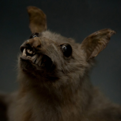 Scary Animal sounds