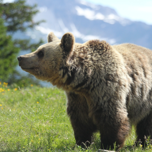 Bear Sounds