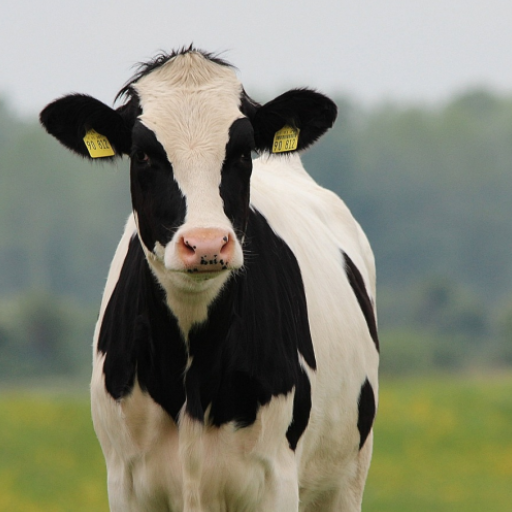 Cow Sounds