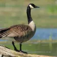Goose Sounds