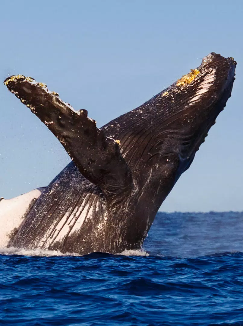 Whale Sounds Screenshots