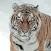 Arctic Tiger