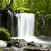Relax Forest
