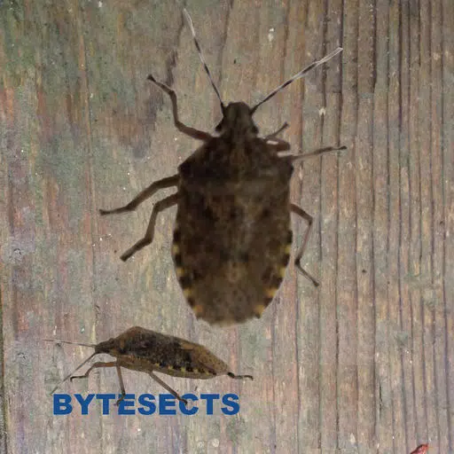 Bytesects Real insects ants smasher game and screen saver kids game Bytesects Real insects ants smasher game and screen saver kids game