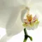 Naturopatia Euquantica