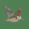 Hunting Decoys - Birdwatching