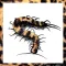 FancyBugz