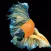 Flashy Fish: Design Evolution